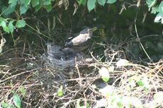 Amsel-9-Tag-Fütterung-11.jpg